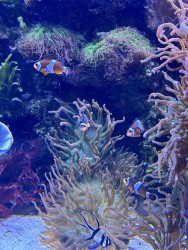 Sealife 2