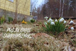 PALJU ÕNNE SÜINNPÄEVAKS!